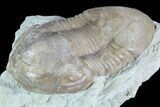 Caudillaenus Oblongatus Trilobite - Russia #89059-3